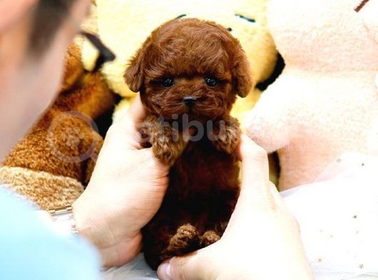 Kore Kanı Red Brown Toy Poodle Yavrularimiz görsel