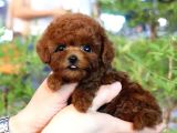 Efsane Toy Poodle Bebi̇şler