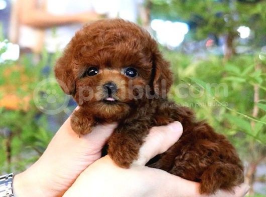 Efsane Toy Poodle Bebi̇şler görsel