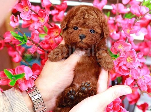 Dünyalar Güzeli̇ Toy Poodle Bebi̇şler