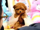 MUTLULUK SEMBOLÜ TOY POODLE YAVRULARIM