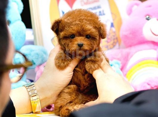 Mutluluk Sembolü Toy Poodle Yavrularim