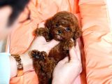 Toy Poodle Bebekleri̇mi̇z