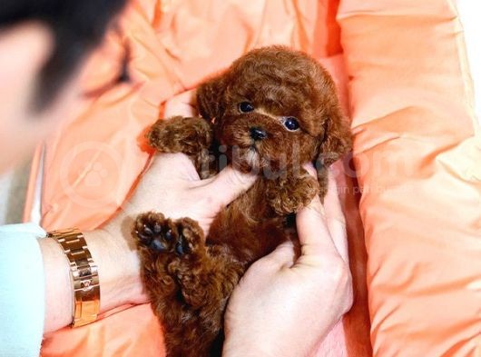 Toy Poodle Bebekleri̇mi̇z görsel
