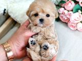 Teady Bear Kore Kani̇ Toy Poodle Yavrulari̇mi̇z
