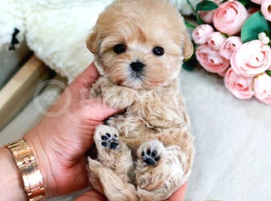 Teady Bear Kore Kani̇ Toy Poodle Yavrulari̇mi̇z görsel