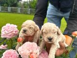 Sevecen Malti̇poo Yavrular