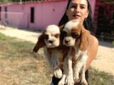 Cavalier Yavrularım Sağlık Ve Irk Garantilidir