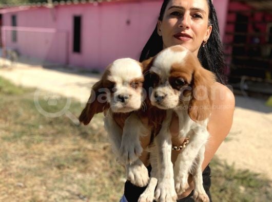 Cavalier Yavrularım Sağlık Ve Irk Garantilidir görsel