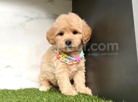 0 Numara Mi̇ni̇ Boy Malti̇poo Yavrular görsel