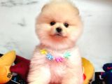 gülen surat pomeranian yavrular
