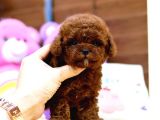 Toy Poodle Bebekleri̇mi̇z