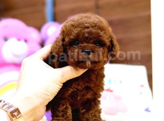 Toy Poodle Bebekleri̇mi̇z görsel