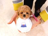 Kali̇tesi̇ Tartişilmaz Düzeydeki̇ Toy Poodle Bebekler