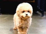 Üst Kalite Akilli Toy Poodle Bebekler