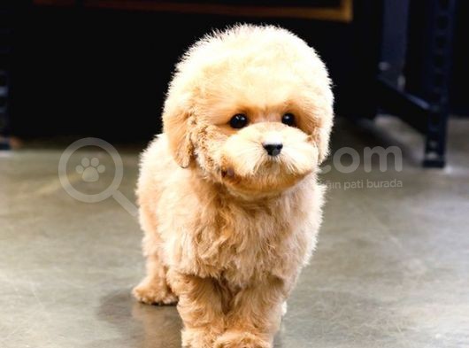 Üst Kalite Akilli Toy Poodle Bebekler görsel