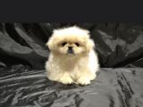 Ev Üretimi Safkan Pekines Yavrular