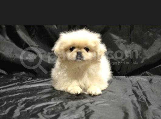 Ev Üretimi Safkan Pekines Yavrular
