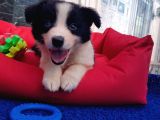 Orji̇nal Border Collie Yavrularücretsi̇z Deği̇ldi̇r