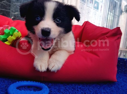 Orji̇nal Border Collie Yavrularücretsi̇z Deği̇ldi̇r görsel