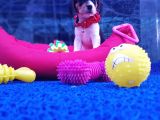 Orji̇nal Beagle Yavrularücretsi̇z Deği̇ldi̇r