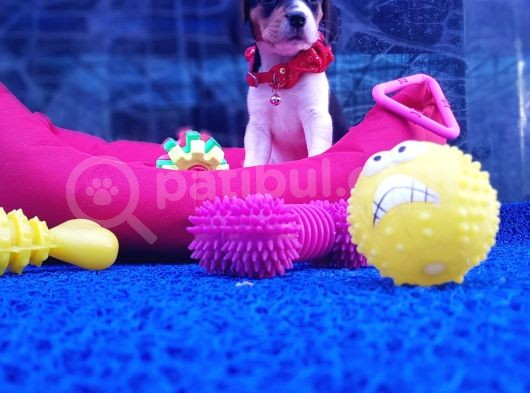 Orji̇nal Beagle Yavrularücretsi̇z Deği̇ldi̇r görsel