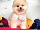 Gülen Surat Pomeranian Yavrular