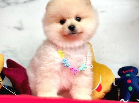 Gülen Surat Pomeranian Yavrular görsel