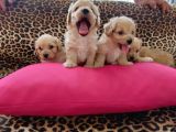 Maltipoo Yavrularım Sağlık Be Irk Garantili