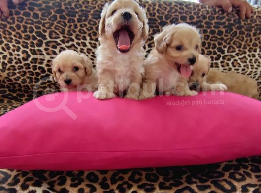 Maltipoo Yavrularım Sağlık Be Irk Garantili görsel