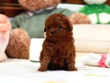 Dünyalar Güzeli̇ Toy Poodle Bebi̇şler