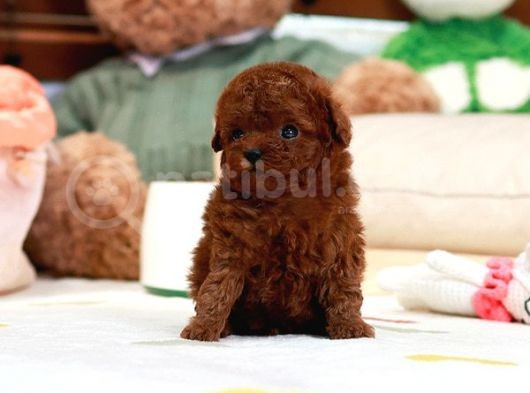 Dünyalar Güzeli̇ Toy Poodle Bebi̇şler görsel