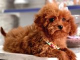 Toy Boy Poodle Bebeklerimiz