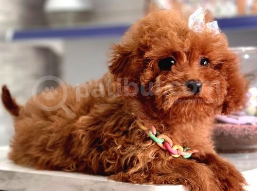 Toy Boy Poodle Bebeklerimiz görsel