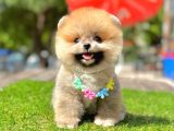 Ayıcık Surat Pomeranian Yavrular