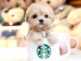 TEADY BEAR KORE KANİ TOY POODLE YAVRULARİMİZ