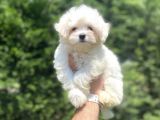 ORJİNAL MALTESE TERRİER BEBEĞİMİZ AŞILI
