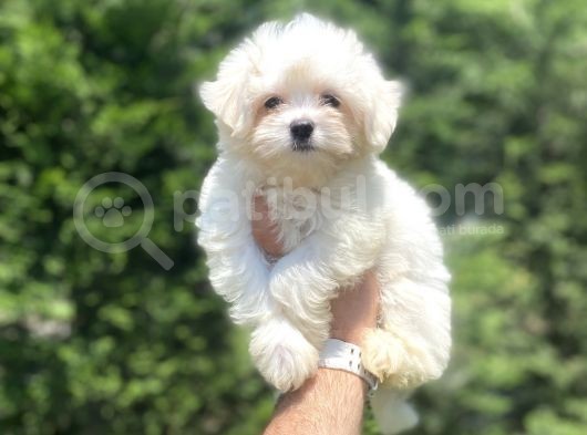 Orji̇nal Maltese Terri̇er Bebeği̇mi̇z Aşili