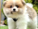Safkan Pomerani̇an Boo Ori̇ji̇nal Yavrular