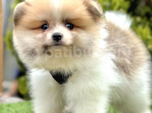 Safkan Pomerani̇an Boo Ori̇ji̇nal Yavrular görsel