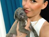 Cane corso blue ve siyah yavrularım sğlık ve ırk garantilidir