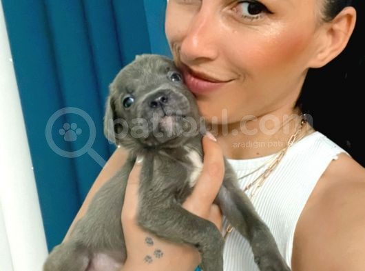 Cane Corso Blue Ve Siyah Yavrularım Sğlık Ve Irk Garantilidir