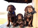 Show GÜZELLİKTE Labrador Retriever Bebekler