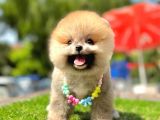 Ayıcık Surat Pomeranian Yavrular