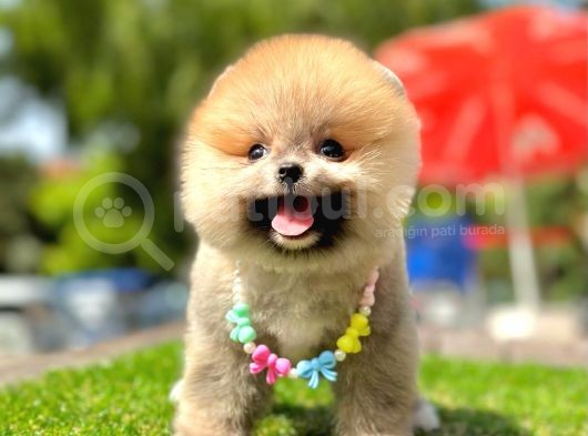 Ayıcık Surat Pomeranian Yavrular görsel