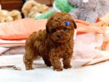 Mükemmel Kali̇tedeki̇ Toy Poodle Yavrularim