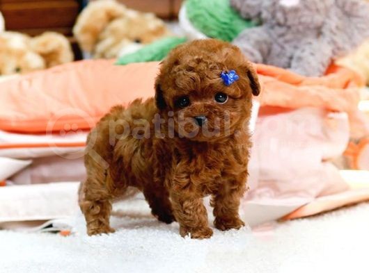 Mükemmel Kali̇tedeki̇ Toy Poodle Yavrularim görsel