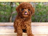 Efsane Toy Poodle Bebi̇şler