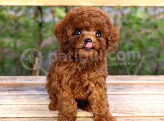 Efsane Toy Poodle Bebi̇şler görsel