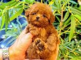 Gerçek Kore Kani Toy Poodle Yavrulari̇mi̇z 